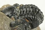 Two Detailed Reedops Trilobite - Atchana, Morocco #204134-4